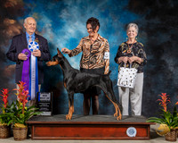 Doberman Pinscher #12 Sat BOW Judge Robert Shreve