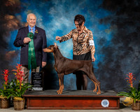 Doberman Pinscher #36 Sat Best Pup Class Spec Judge Robert Shreve