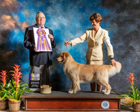 Golden Retriever #10 Sat BOB Spec Judge Donald Gill