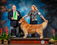 Golden Retriever #15 Sat BV Judge Donald Gill