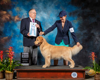 Golden Retriever #16 Sat SB Spec Judge Donald Gill