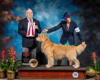 Golden Retriever #9 Sat BOS Judge Donald Gill