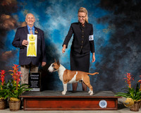 Miniature Bull Terrier #5 Sat G3 Judge Robert Shreve