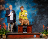 Norfolk Terrier #11 Sat G4 Judge Robert Shreve