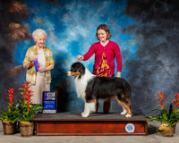Australian Shepherd #17 Sat MAJ WB Judge Paula Hartinger