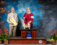 Chihuahua Long Coat #12 Sat G3 Judge Edd Bivin