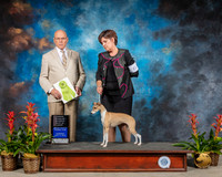Italian Greyhound #6 Thurs OHRBS Judge Edd Bivin