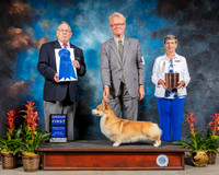 Pembroke Welsh Corgi #18 Sat G1 Judge Donald Gill