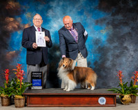 Shetland Sheepdog #9 Sat G4 Judge Donald Gill