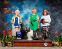 Tibetan Terrier #5 Sat G1 Judge Paula Hartinger