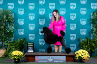 Poodle Std #156 Sat G3