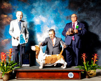 Basset Hound #5 Sat OHBIS  Judge Roger Hartinger