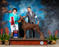 Doberman Pinscher #19 Sat G2 Judge Barbara Alderman
