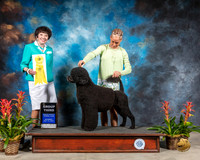 Portuguese Water Dog #6 Sat G3 Judge Barbara Alderman