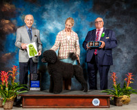 Portuguese Water Dog #6 Sat OHRBIS Judge Roger Hartinger