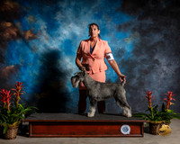 Schnauzer Standard #12 Reshoot