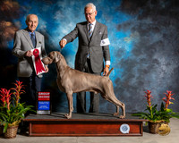 Weimaraner #7 Sat G2  Judge Roger Hartinger