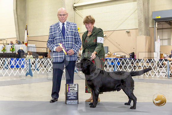 Labrador Retriever #7 Fri BOB Judge Edd Biven_JJJ_8008-Edit-SA2019-HR3