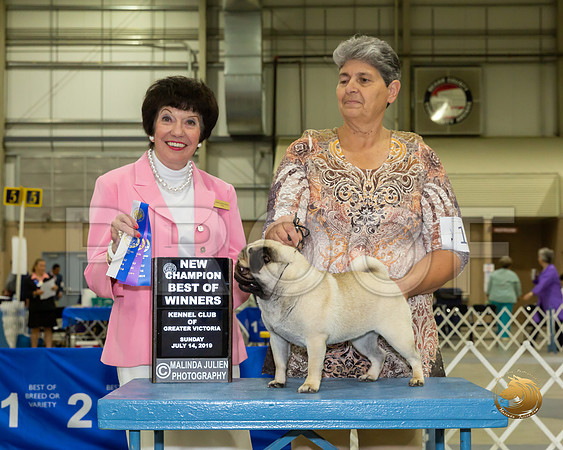 Pug #12 Sun BOW NCh Judge Barbara Alderman_JJJ_8372-SA2019-HR3