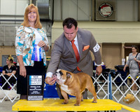 Bulldog #14 Sun BOW NCh Judge Susan St John Brown