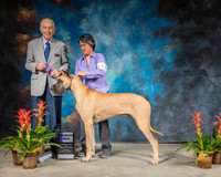Great Dane #19 Sun WD Judge Roger Hartinger