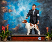 Brittany #7 Fri BISS Judge Carol Moser RESHOOT