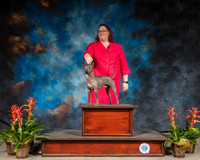 American Hairless Terrier #7 Sun CUSTOM