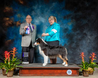 Australian Shepherd #19 Sun WD Judge Donald Gill