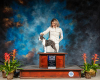 Boston Terrier #27 Sun BOW MAJ