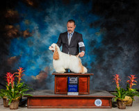 Cocker Spaniel ASCOB #7 Sat BOW MAJ +JUDGE ROBERT SHREVE