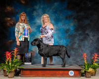Labrador Retriever #11 Sun BOW Judge Susan St JohnBrown