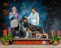 German Shepherd Dog #5 Sun WD NC Judge Donald Gill