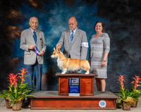 Pembroke Welsh Corgi #6 Sun BOW Judge Roger Hartinger