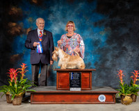 Scottish Terrier #5 Sun NC 5pt MAJ Judge Robert Shreve