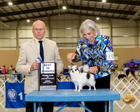 Chihuahua Long #10 Sun BOW OH Judge Edd Biven