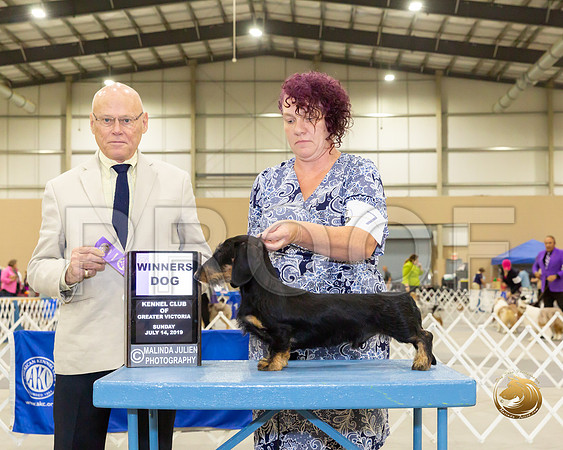 Dachsund Wire #7 Sun WD Judge Edd Biven_JJJ_8403-SA2019-HR3