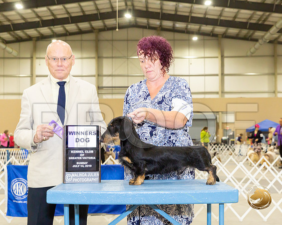 Dachsund Wire #7 Sun WD Judge Edd Biven_JJJ_8404-SA2019-HR3