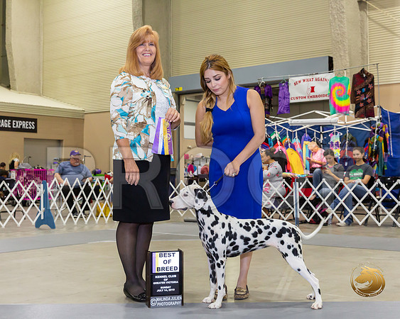 Dalmatian #8 Sun BOB BOW Judge Susan St John Brown_JJJ_8397-SA2019-HR3
