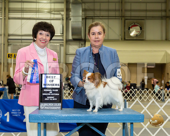 Papillon #8 Sun BOW Judge Barbara Alderman_JJJ_8415-SA2019-HR3