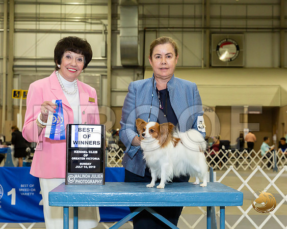 Papillon #8 Sun BOW Judge Barbara Alderman_JJJ_8414-SA2019-HR3
