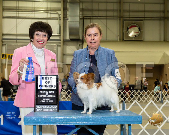 Papillon #8 Sun BOW Judge Barbara Alderman_JJJ_8411-SA2019-HR3