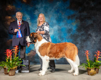 Saint Bernard #7 Sun MAJ NC WD BOW Judge Robert Shreve RESHOOT