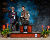 Scottish Terrier #24 Sun SB 5pt MAJ Judge Robert Shreve