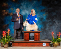 Scottish Terrier #5 Sun SD 5pt MAJ Judge Robert Shreve