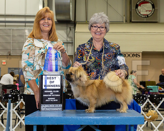 Tibetan Spaniel #11 Sun BOW Judge Susan St John Brown_JJJ_8394-SA2019-HR3