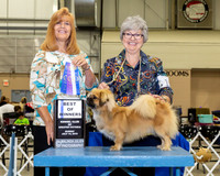 Tibetan Spaniel #11 Sun BOW Judge Susan St John Brown