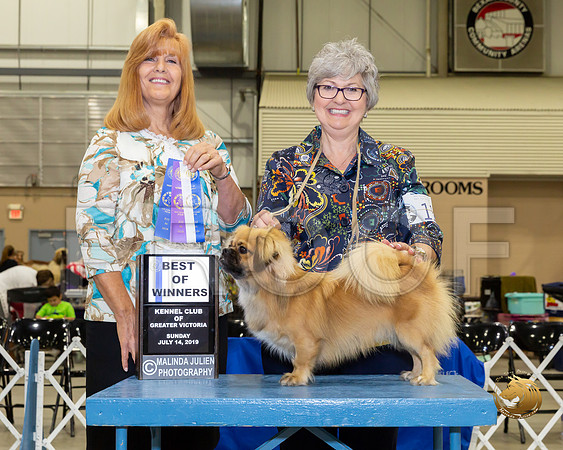 Tibetan Spaniel #11 Sun BOW Judge Susan St John Brown_JJJ_8392-SA2019-HR3