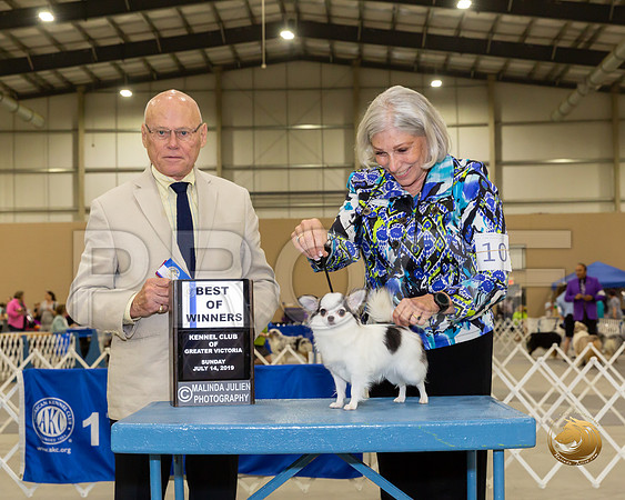 Chihuahua Long #10 Sun BOW OH Judge Edd Biven–JJJ_8407-SanAntonio2019-HR3