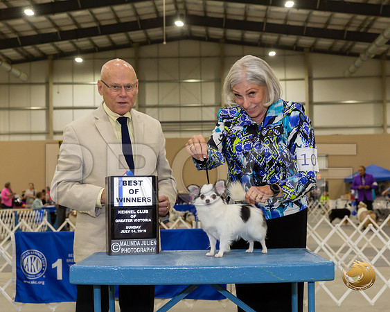 Chihuahua Long #10 Sun BOW OH Judge Edd Biven–JJJ_8409-SanAntonio2019-HR3