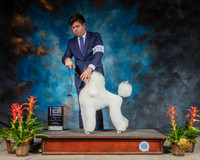 Poodle Standard #32 Sun BOW Judge Susan St JohnBrown
